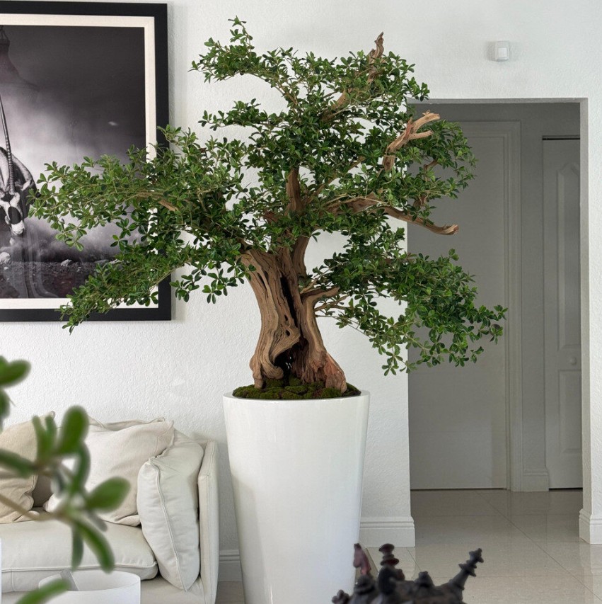 Artificial Black Olive Bonsai Tree in Glossy White Belle Planter